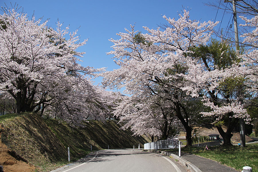 九戸中学校付近の桜